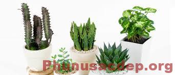 Trồng cây xanh tránh bức xạ máy tính